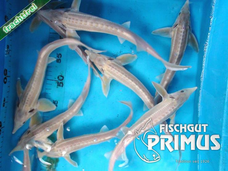 Störe! 2 Albino Sterlet - Größe 35-40 cm - Fische - Bild 1