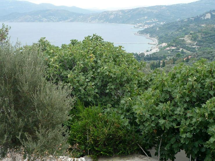 A plot with sea view on the isl. Evia - Grundstück kaufen - Bild 2