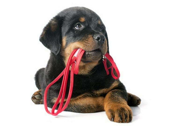 Hundeschule Amperland - Welpenkurse - Hundeschulen & Tiertrainer - Bild 1