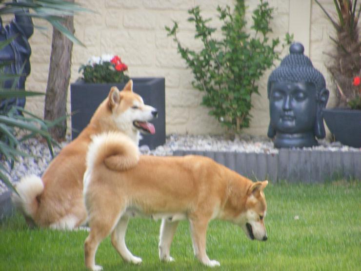 Bild 7: 24 Jahre erfolgreiche Shiba Inu Zucht