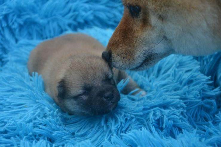 Bild 6: 24 Jahre erfolgreiche Shiba Inu Zucht