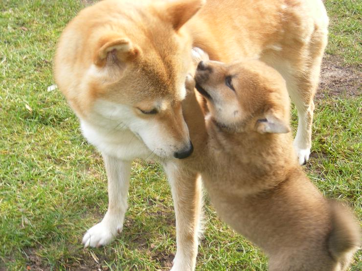 Bild 2: 24 Jahre erfolgreiche Shiba Inu Zucht