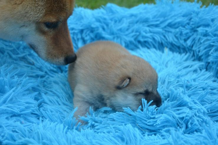 Bild 5: 24 Jahre erfolgreiche Shiba Inu Zucht