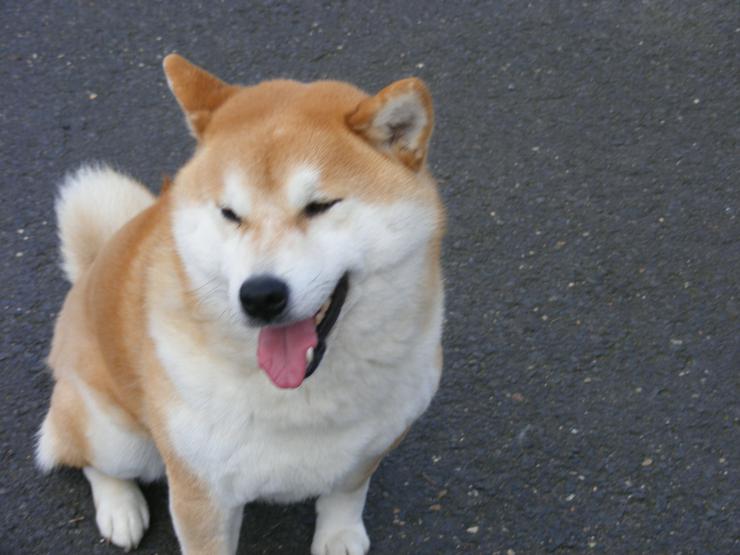 Bild 9: 24 Jahre erfolgreiche Shiba Inu Zucht