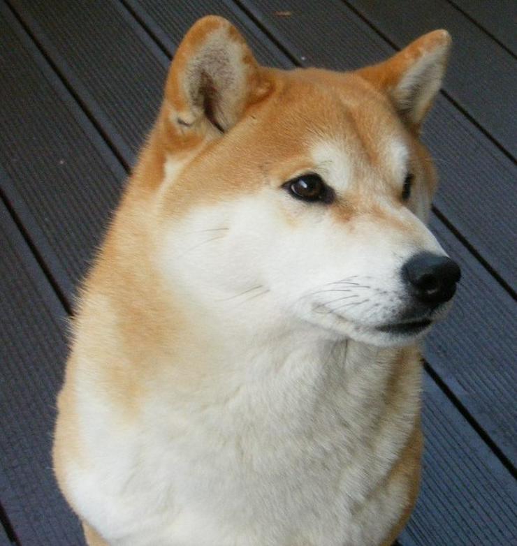 Bild 3: 24 Jahre erfolgreiche Shiba Inu Zucht