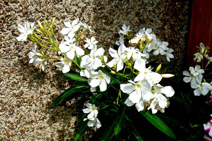 Bild 2: Oleander weiß und rot