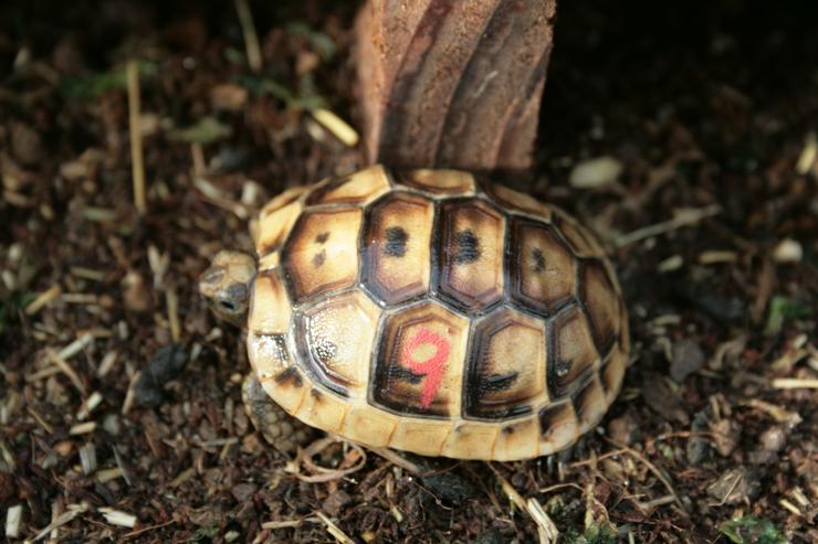 Maurische Landschildkröten (Tgi)