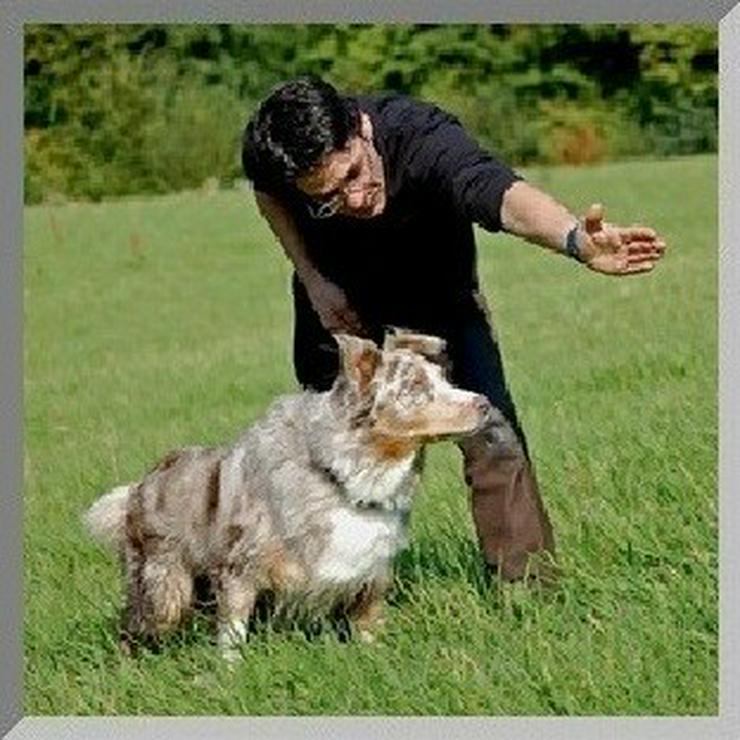 Hundephysiotherapie (Hundekrankengymnastik) - Sonstige Dienstleistungen - Bild 3