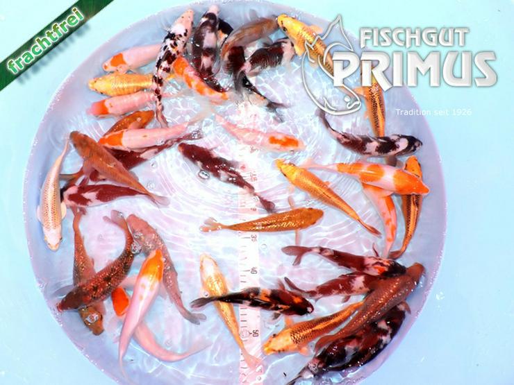 Primus Koi-Mix - Größe 18-20 cm - Fische - Bild 1