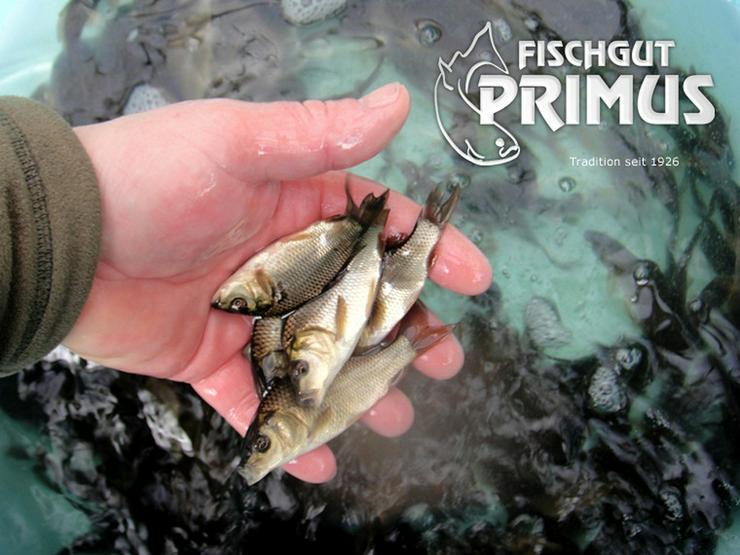 Besatzfische - Schuppenkarpfen-Paket 11-15 cm