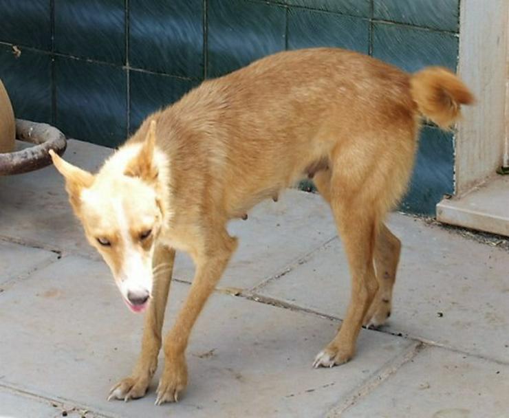 Nathalie, Tierschutzhund aus Spanien - Mischlingshunde - Bild 1