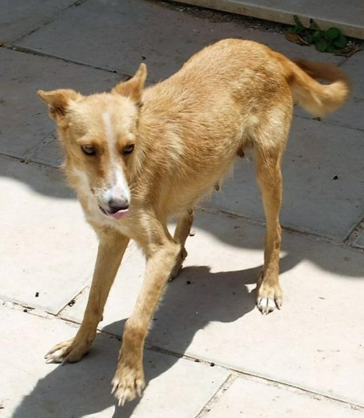 Nathalie, Tierschutzhund aus Spanien - Mischlingshunde - Bild 3