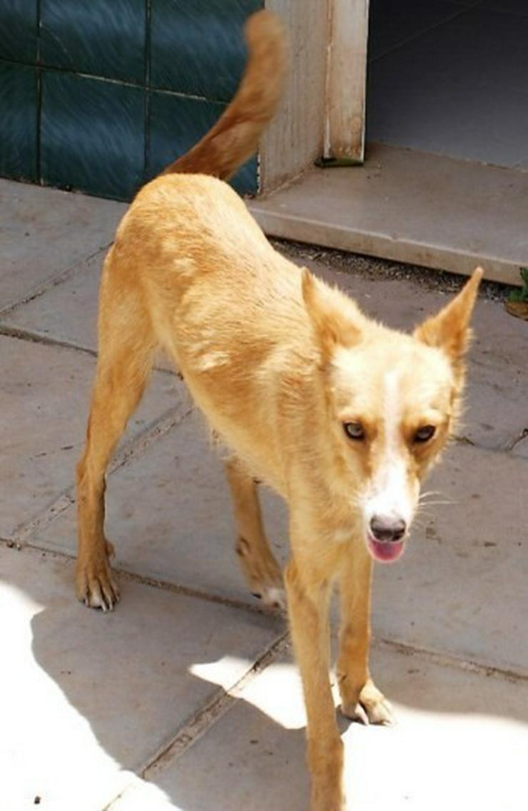 Nathalie, Tierschutzhund aus Spanien - Mischlingshunde - Bild 4