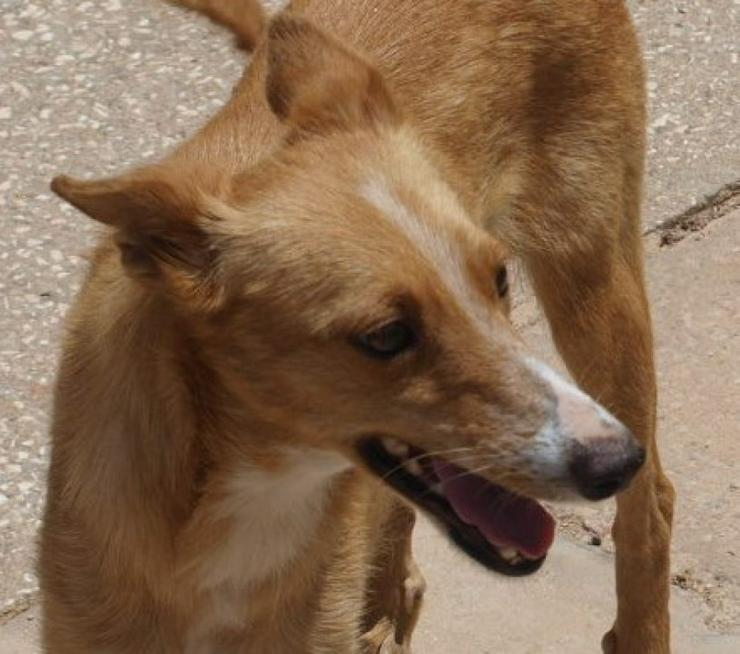 Nathalie, Tierschutzhund aus Spanien - Mischlingshunde - Bild 5