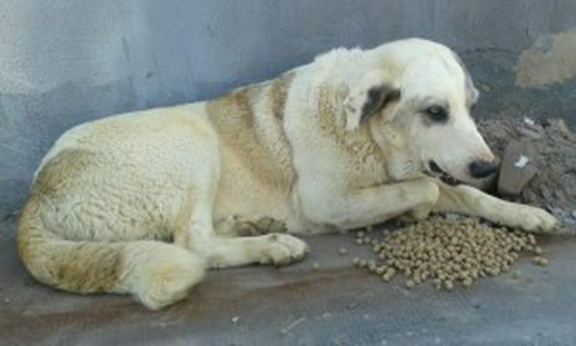 Bild 2: Carina,Tierschutzhund aus Spanien