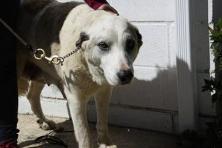Bild 3: Carina,Tierschutzhund aus Spanien