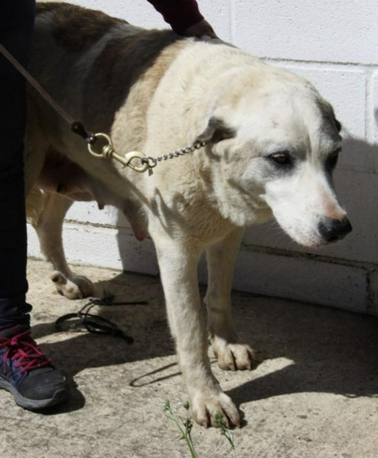 Carina,Tierschutzhund aus Spanien - Mischlingshunde - Bild 4