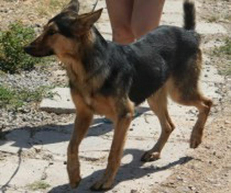 Rex, Tierschutzhund aus Spanien - Mischlingshunde - Bild 2