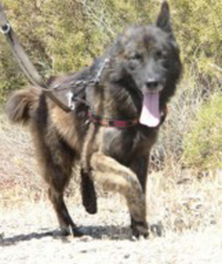Jako, Tierschutzhund aus Spanien - Mischlingshunde - Bild 2