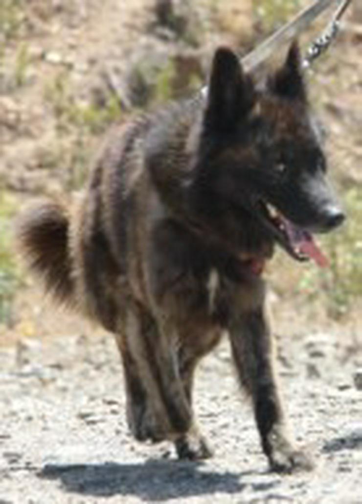 Bild 3: Jako, Tierschutzhund aus Spanien