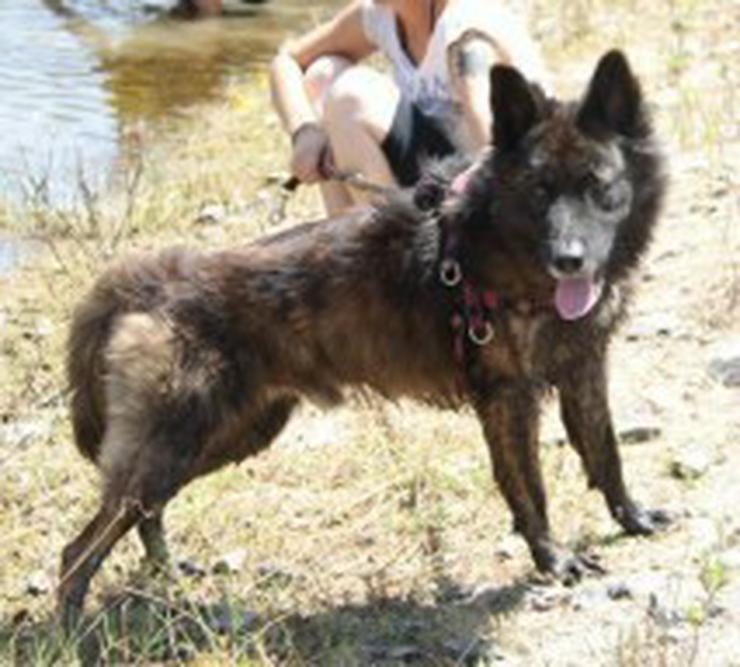 Jako, Tierschutzhund aus Spanien - Mischlingshunde - Bild 4