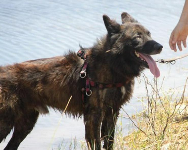 Bild 5: Jako, Tierschutzhund aus Spanien