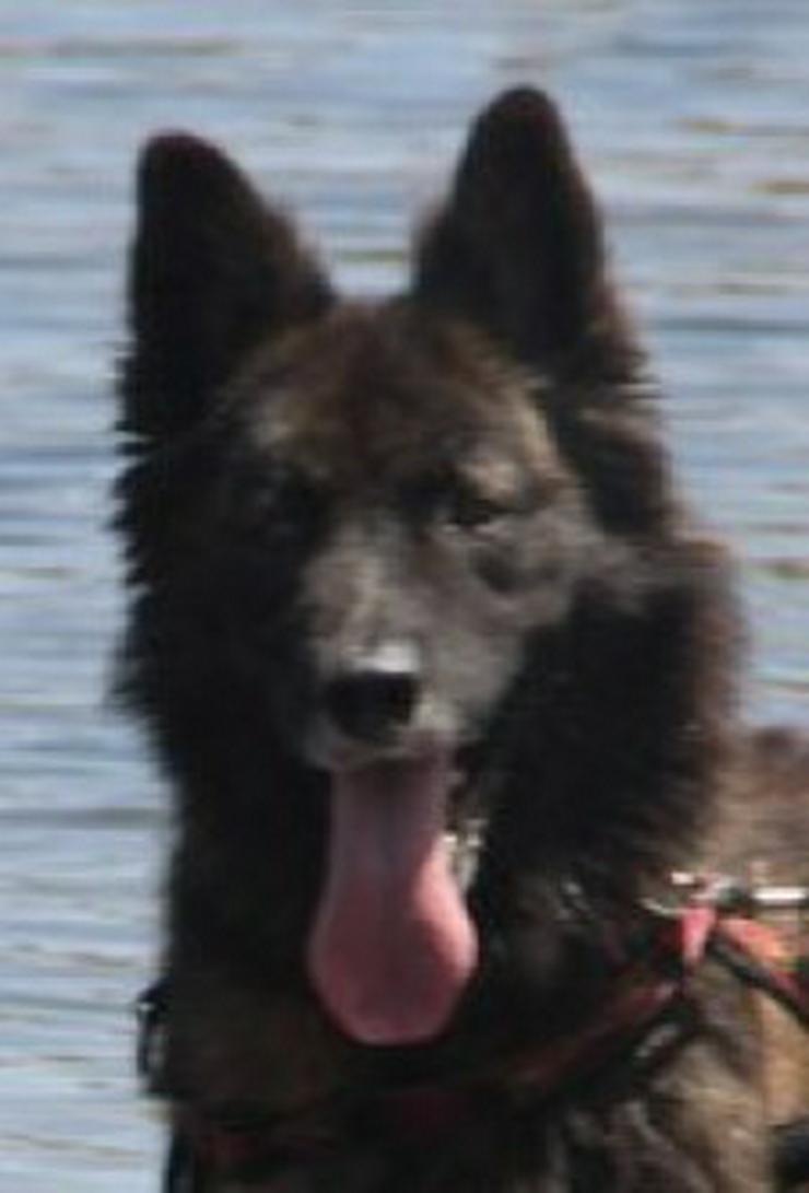 Bild 1: Jako, Tierschutzhund aus Spanien
