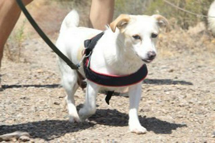 Bild 3: Luna, Tierschutzhund aus Spanien