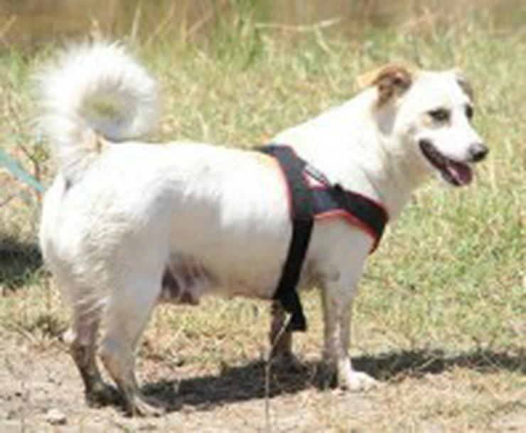 Bild 1: Luna, Tierschutzhund aus Spanien
