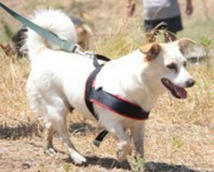 Luna, Tierschutzhund aus Spanien - Mischlingshunde - Bild 5