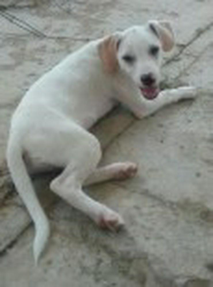 Ichi, Tierschutzhund aus Spanien - Mischlingshunde - Bild 4