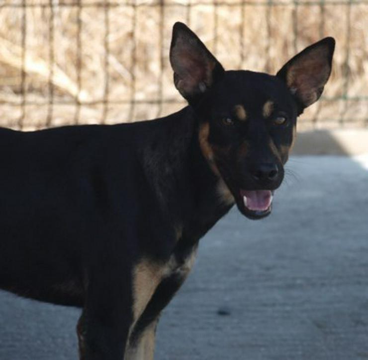 Martin, Tierschutzhund aus Spanien - Mischlingshunde - Bild 4