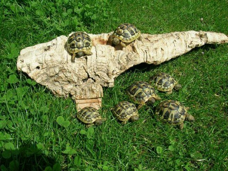 Griechische Landschildkröten - Schildkröten - Bild 2