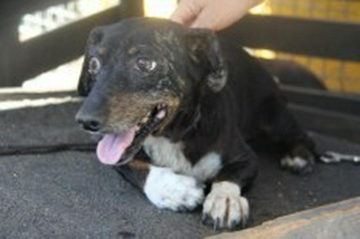Flor, Tierschutzhund aus Spanien - Mischlingshunde - Bild 2