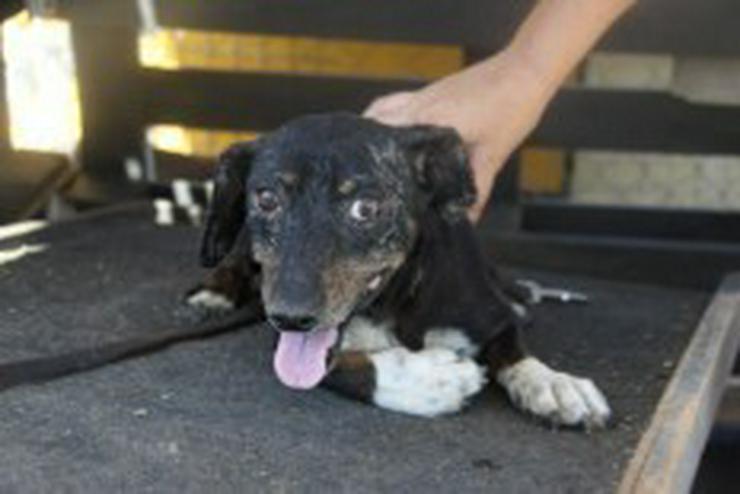 Flor, Tierschutzhund aus Spanien - Mischlingshunde - Bild 3