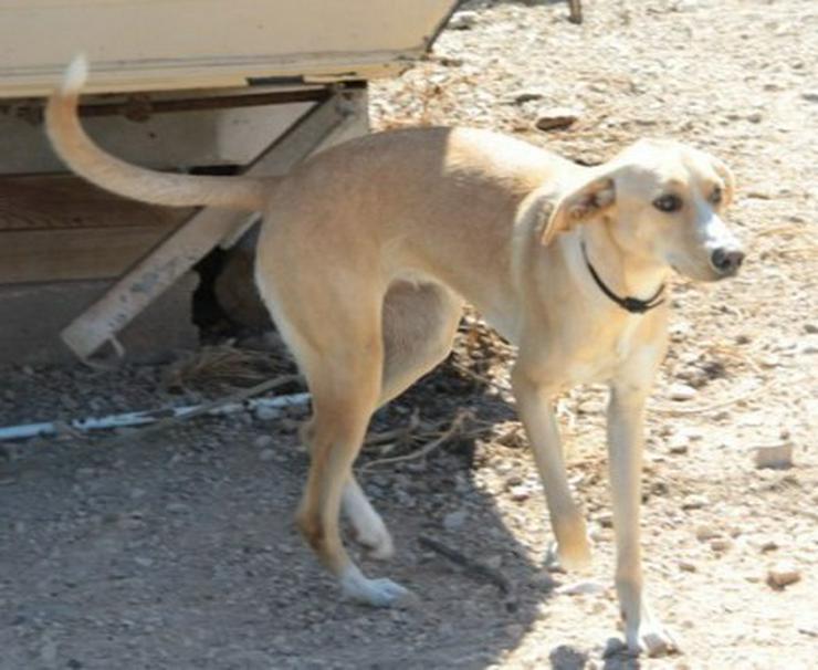 Lena, Tierschutzhund aus Spanien - Mischlingshunde - Bild 2
