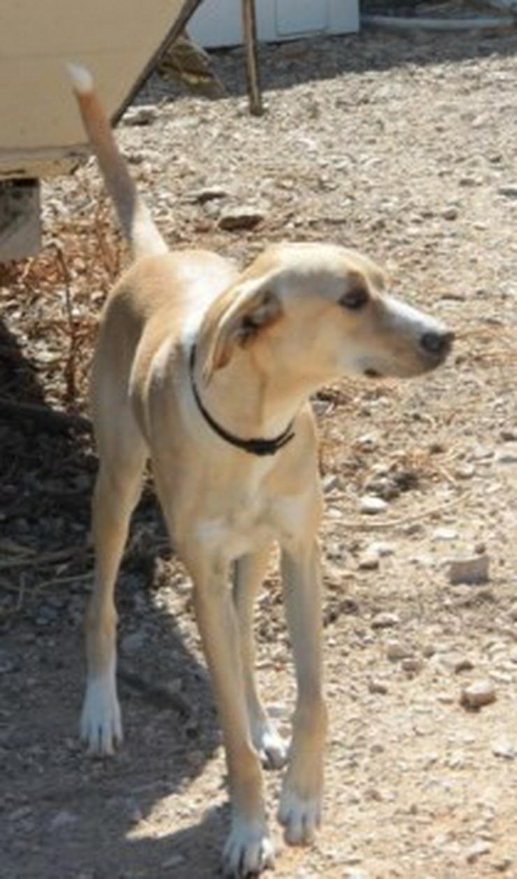 Lena, Tierschutzhund aus Spanien - Mischlingshunde - Bild 3
