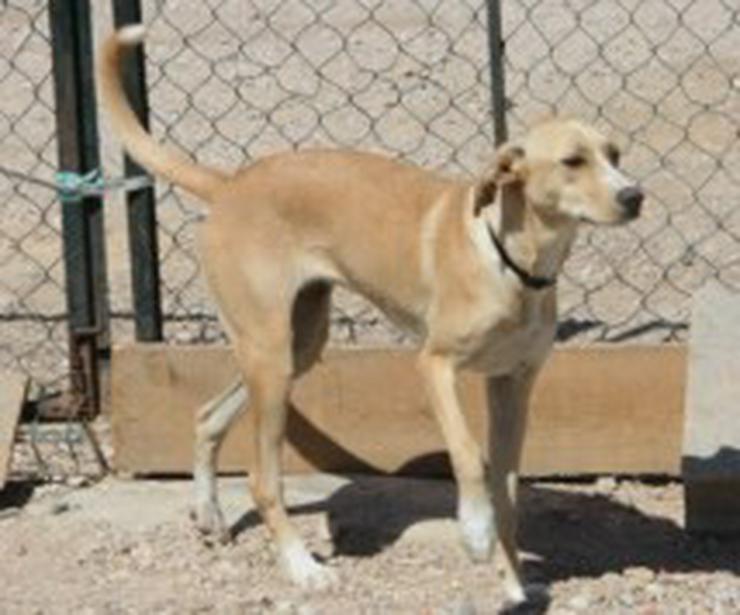 Bild 4: Lena, Tierschutzhund aus Spanien