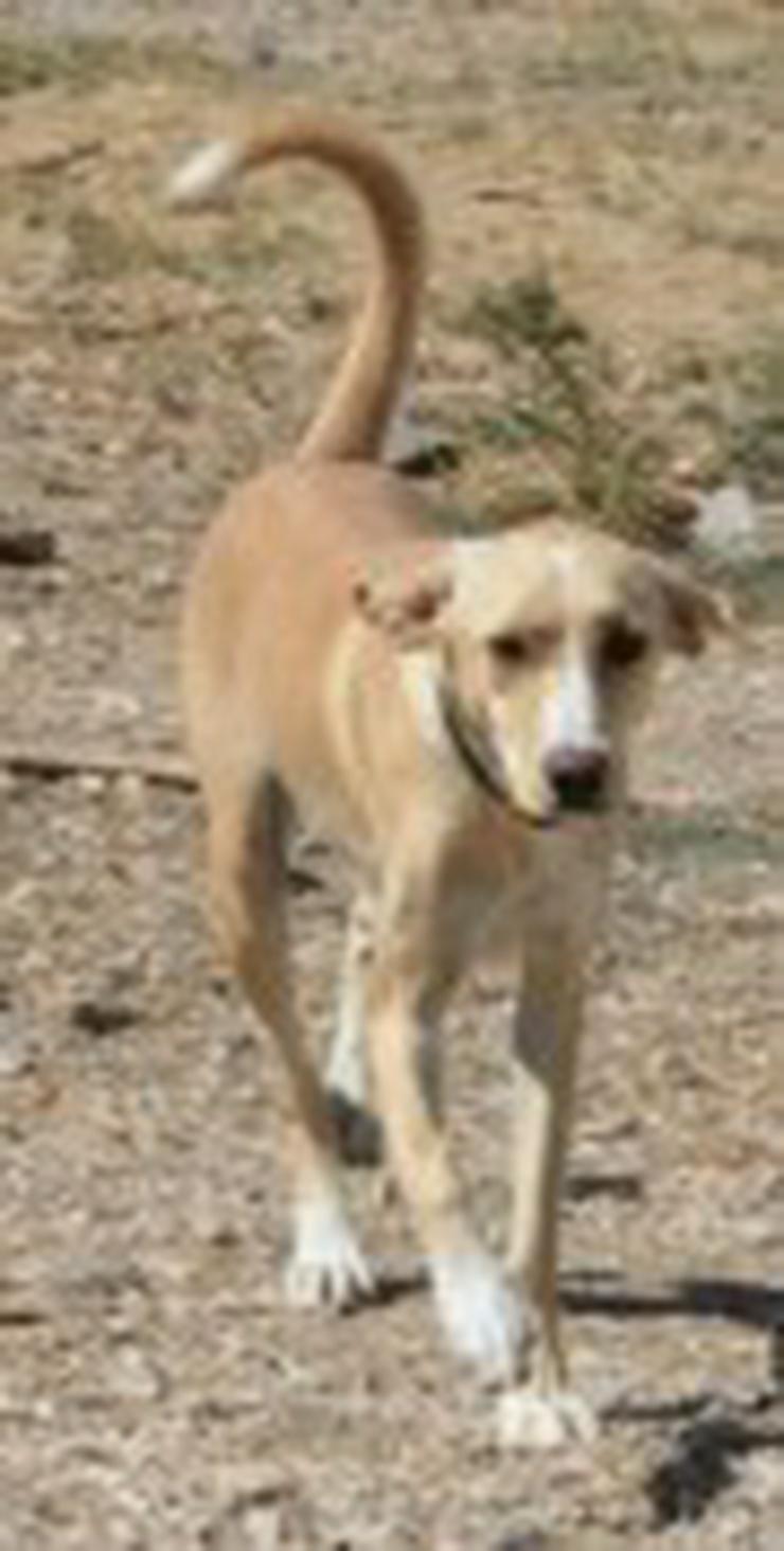 Bild 5: Lena, Tierschutzhund aus Spanien