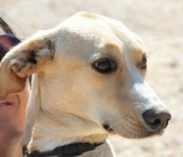 Bild 1: Lena, Tierschutzhund aus Spanien