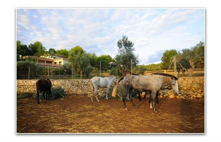 Bild 6: Finca in Javea