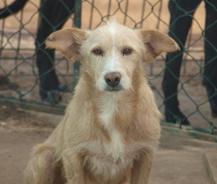Simao, Tierschutzhund  sucht ein Zuhause - Mischlingshunde - Bild 1