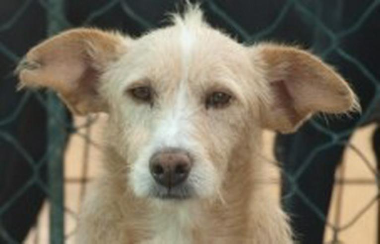 Simao, Tierschutzhund  sucht ein Zuhause - Mischlingshunde - Bild 2