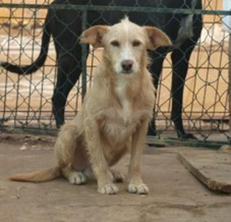 Simao, Tierschutzhund  sucht ein Zuhause - Mischlingshunde - Bild 3