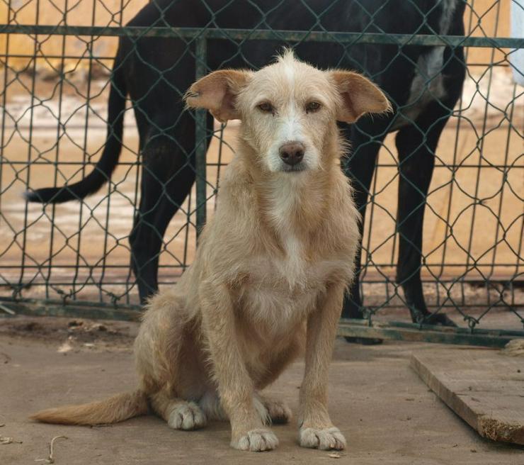 Simao, Tierschutzhund  sucht ein Zuhause - Mischlingshunde - Bild 4