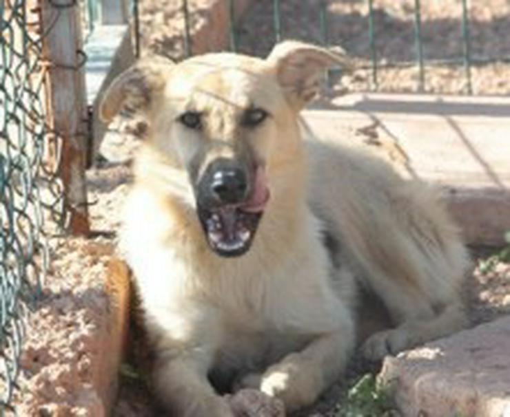 Bild 3: Yasmin, Tierschutzhund aus Spanien