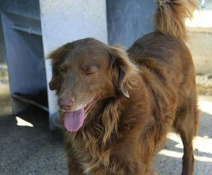 Bild 1: Lunia, Tierschutzhund aus Spanien