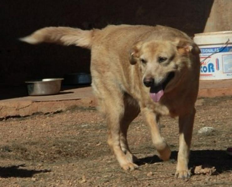 Bild 1: Anna, Tierschutzhund aus Spanien