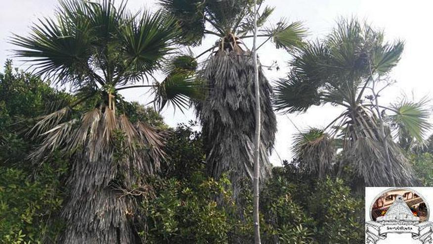 Agrarland auf Teneriffa - Gewerbeimmobilie kaufen - Bild 9