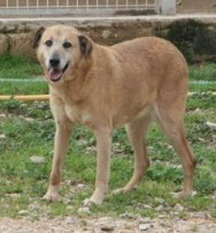 Bild 3: Alice, Tierschutzhund aus Spanien